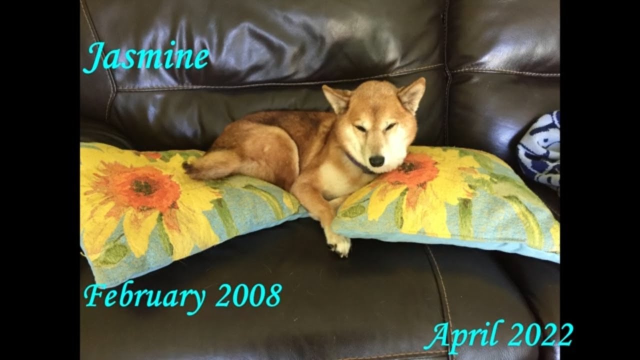 Laps of Love See you on the Rainbow Bridge xoxo Jasmine