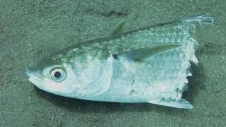 half fish
