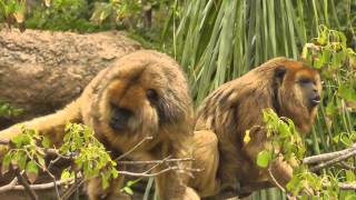 Howler Monkeys Howling