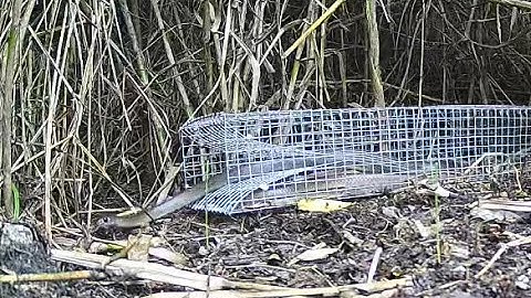 Bẫy rắn : Tại sao mất mồi mà không dính rắn? (Snake trap)