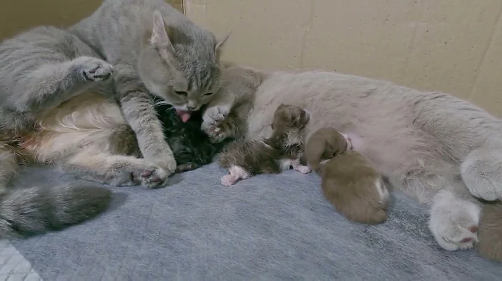 Watch the video about Meow Kittens