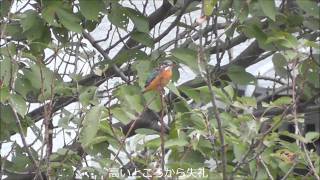 カワセミ20101031.wmv