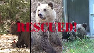 3 most emotional bear rescues | FOUR PAWS | www.four-paws.org