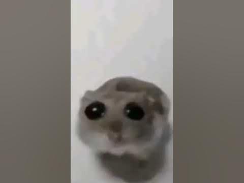 грустный хомяк оригинал мем #хомяк #хомяксбольшимиглазами # ...
