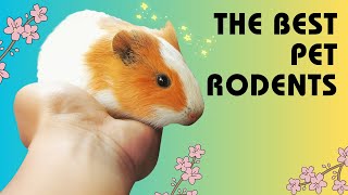 The Best Pet Rodents
