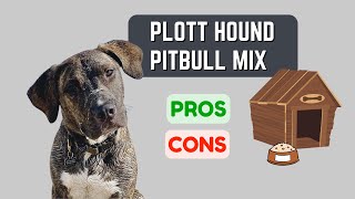 Plott Hound Pitbull Mix: Active & Energetic! Pros & Cons!