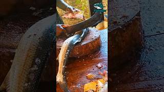 Amazing! Milk fish cutting 🫢 #fishcut  #fishcutting #fishmarket #fishcuttingskill #bigfishcut