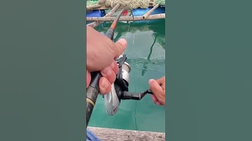 Câu Cá Biển - Cá Hiếu Cảng Vũng Rô Phú Yên