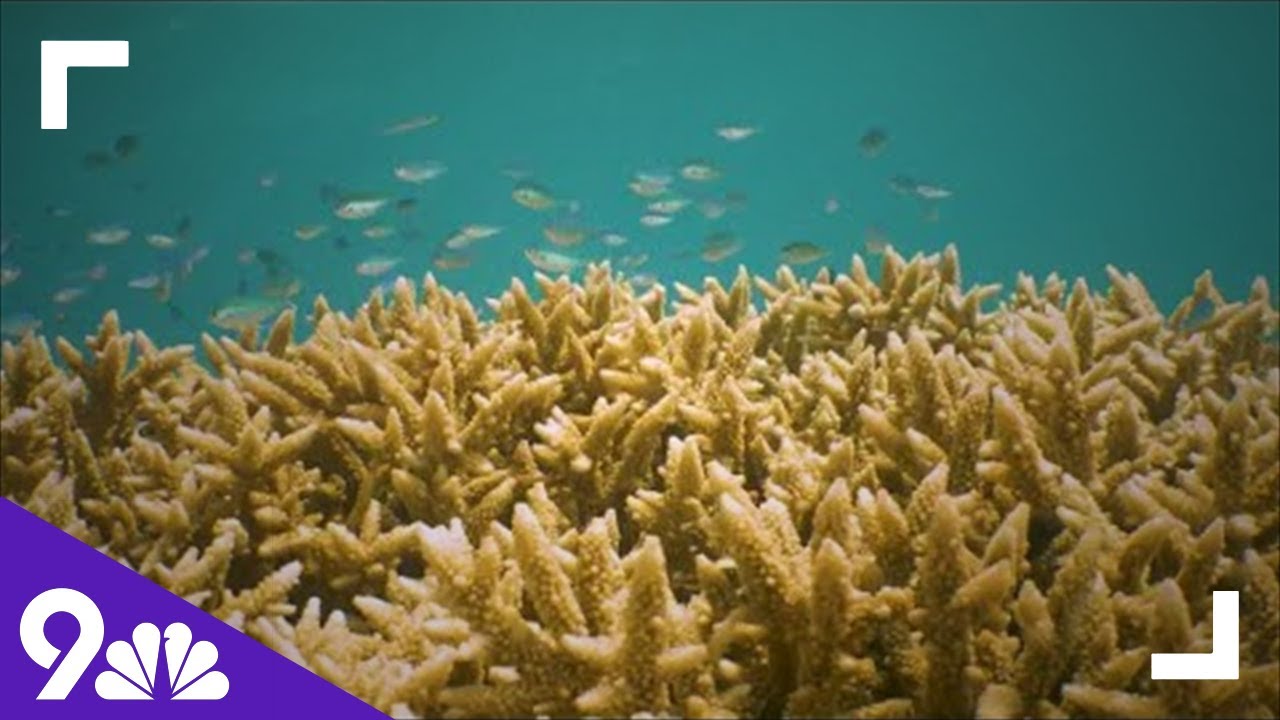 The Great Barrier Reef in Danger Due to Climate Change - YouTube
