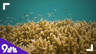 The Great Barrier Reef in Danger Due to Climate Change