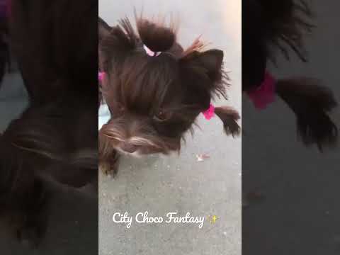 Шоколадный Йорк Санта #цветноййорк #йоркширскийтерьер #продажа #продажащенков #йорк #yorkies #puppy
