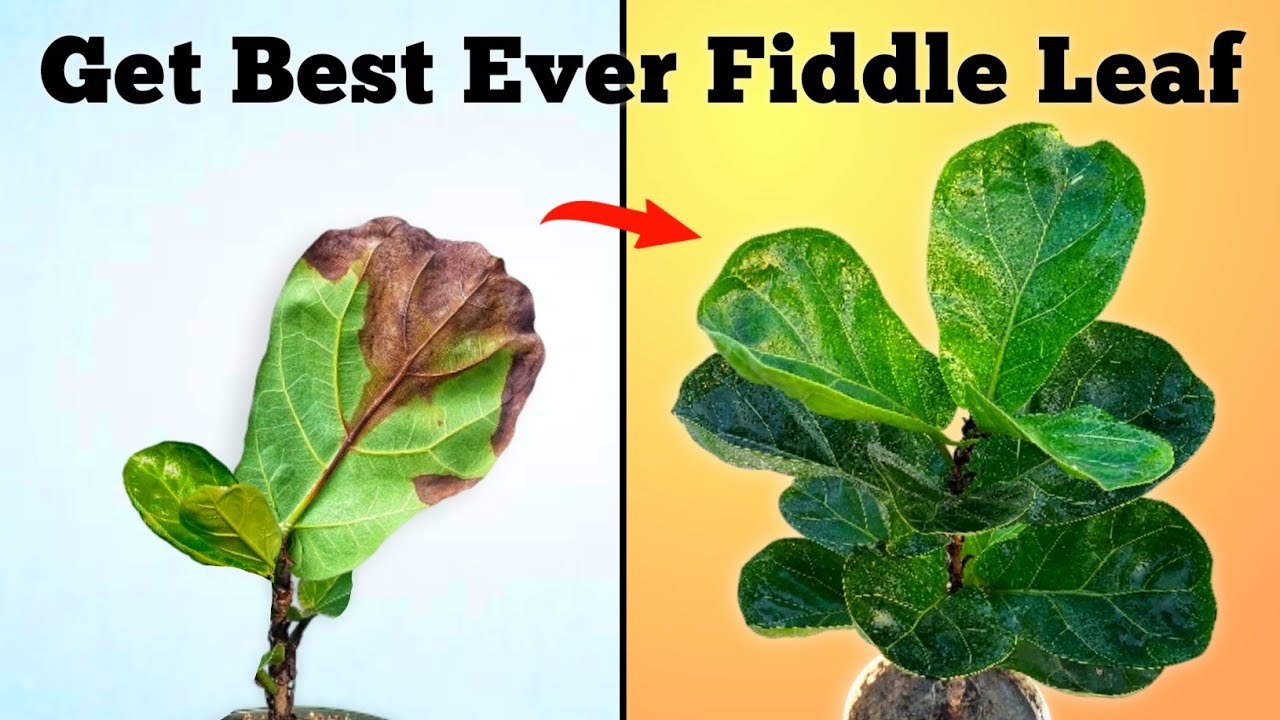 3 Essential Fiddle Leaf Fig Care Tips (No One Talked Before!)