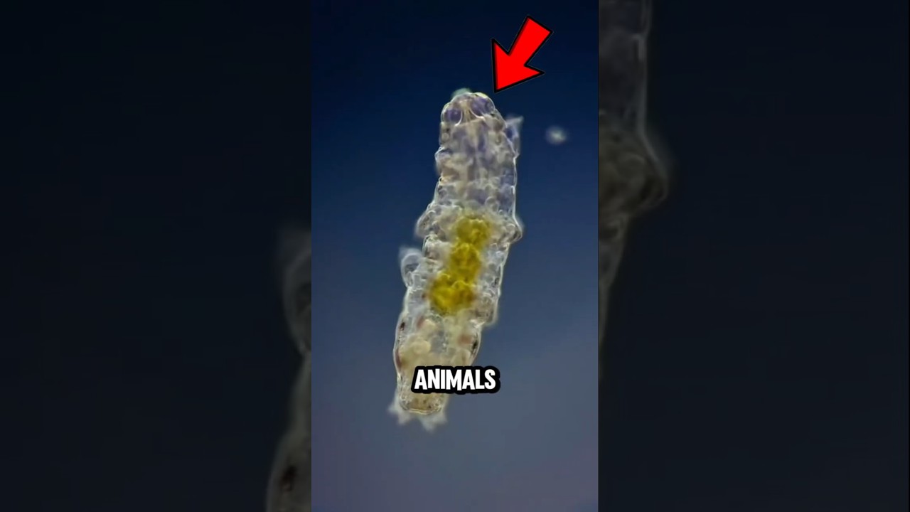 ТОП-5 БЕССМЕРТНЫХ животных, которые могут выжить в ОТКРЫТОМ КОСМОСЕ 😱 