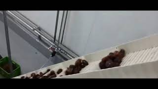 Date Palm Sauce Production Line