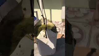 Lavando A Caixa Dágua Que Estava Podre Na Roça.