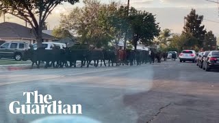 Herd Of Cattle Runs Through La Suburbs After Escaping Slaughterhouse