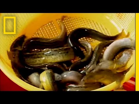 Bull Penis Rare Foods