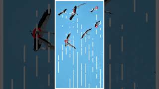 Each motion cluster becomes a living organism a choreography of pixels inspired by nature