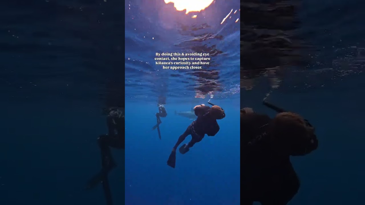 The Reality of Diving with Tiger Sharks 