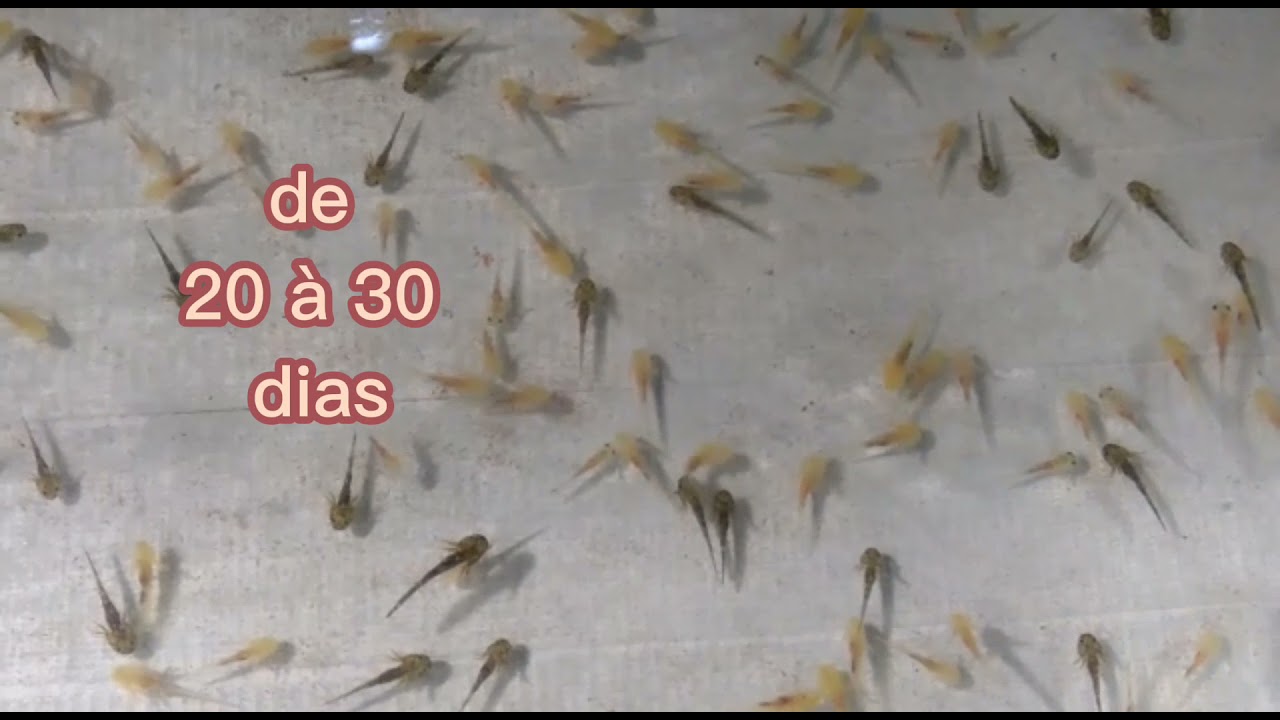 Desenvolvimento da criação