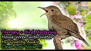 House Wren Singing (Troglodytes aedon) HD Audio For Therapy & Bird Mastering