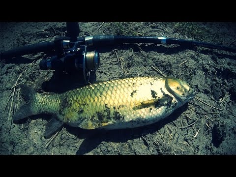 თევზაობა ნადარბაზევის ტბაზე Рыбалка на белого амура