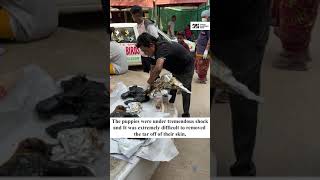 Puppy Covered in Tar | Amazing Rescue & Treatment Story | Jivdaya | Animal Welfare | NGO | Ahmedabad