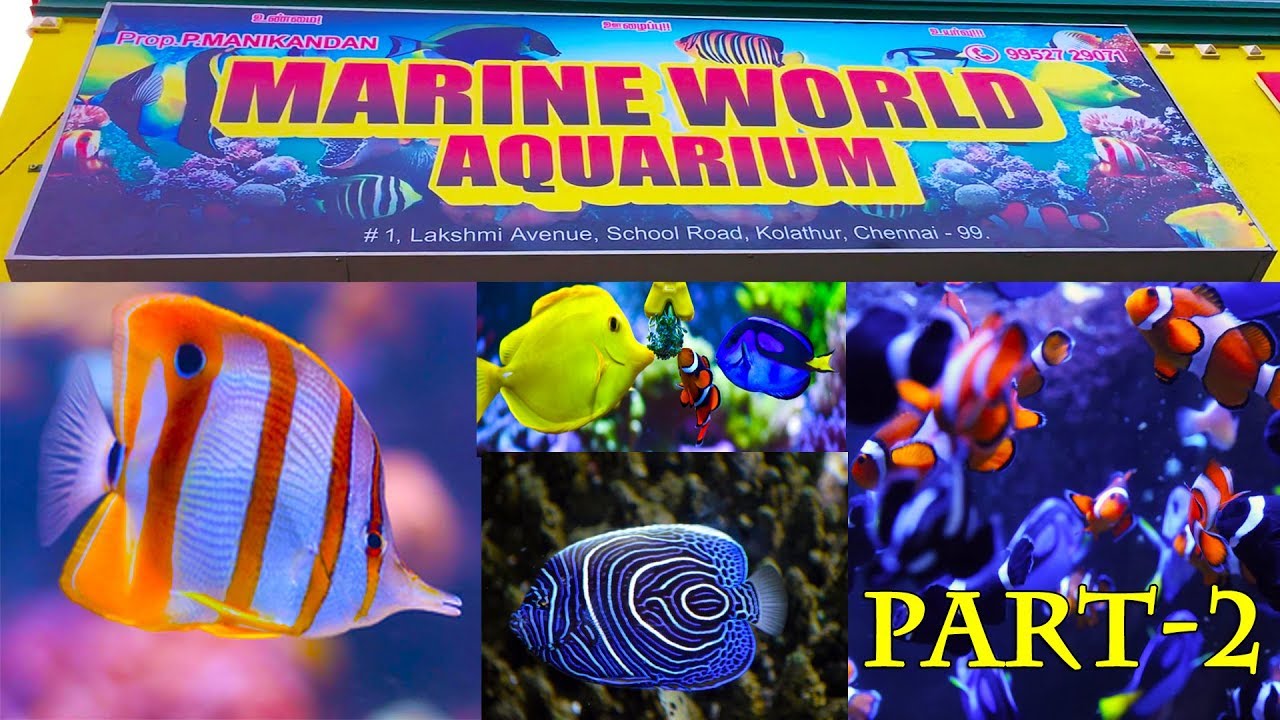 All About Marine Aquariums & Fishes | கடல் மீன்கள் | Marine World Aquarium | With Price | கொளத்தூர்