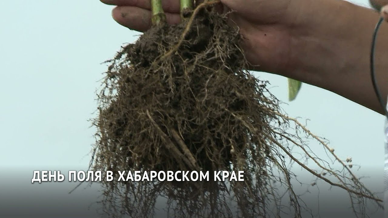 День поля отметили в Дальневосточном НИИ сельского хозяйства