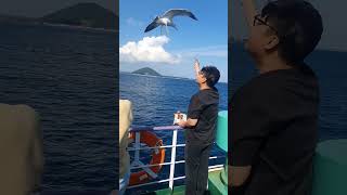 231014 제주도 우도 가는 배 안에서 갈매기 새우깡 주기