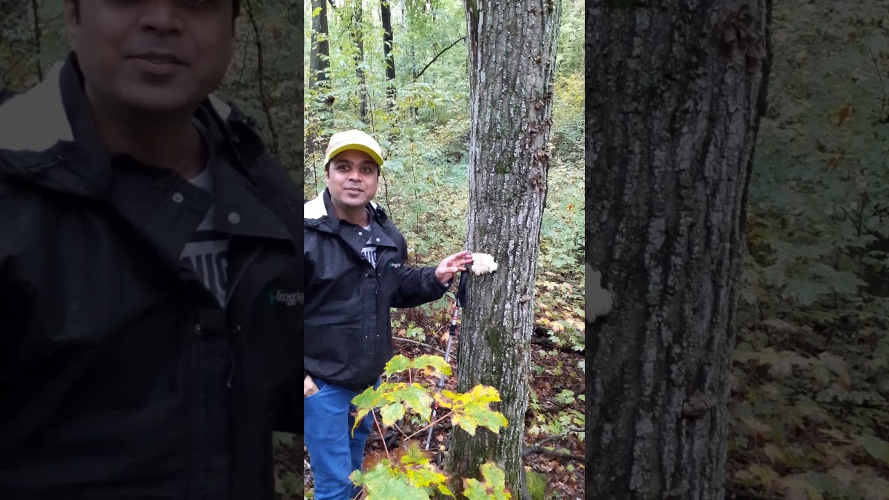 Mushroom Hunting in Wisconsin, USA 