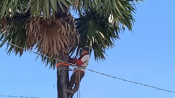 anh thợ Hạ cây thốt nốt bốn mươi năm gần dây điện cao thế