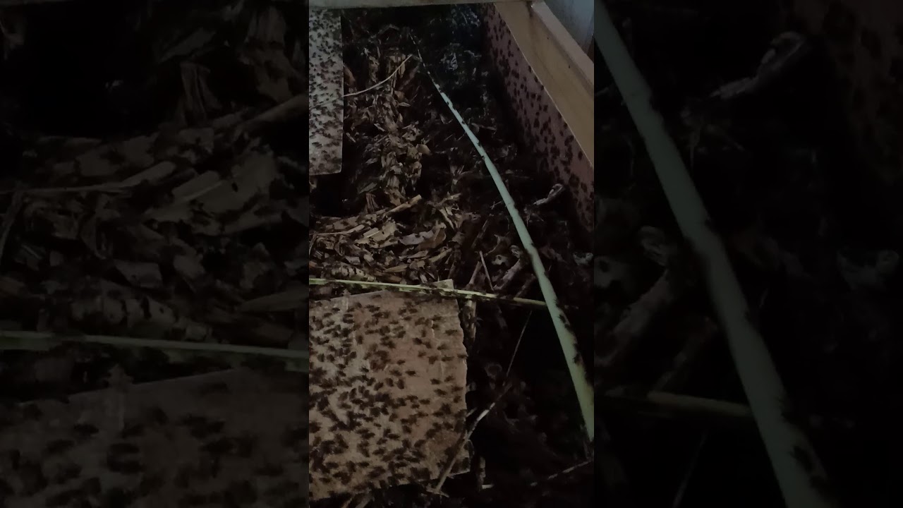 Jangkrik Tata cilamaya 