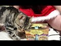プレゼントでもらった金缶がウマすぎて妹にチューをしてしまった猫w