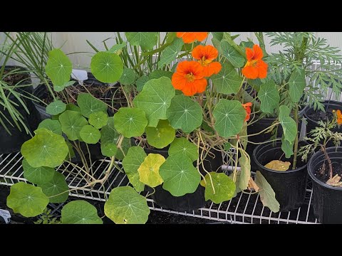 Created my own little paradise - 2 month old Container Garden - Flowers, veggies and herbs
