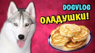 ОЛАДУШКИ ОТ ХАСКИ СИНДИ! Говорящая собака ОЛАДУШКИ ОТ ХАСКИ СИНДИ! Говорящая собака