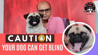 !!! Caution !!! Your Dog Can Get Blind || Baadal Bhandaari