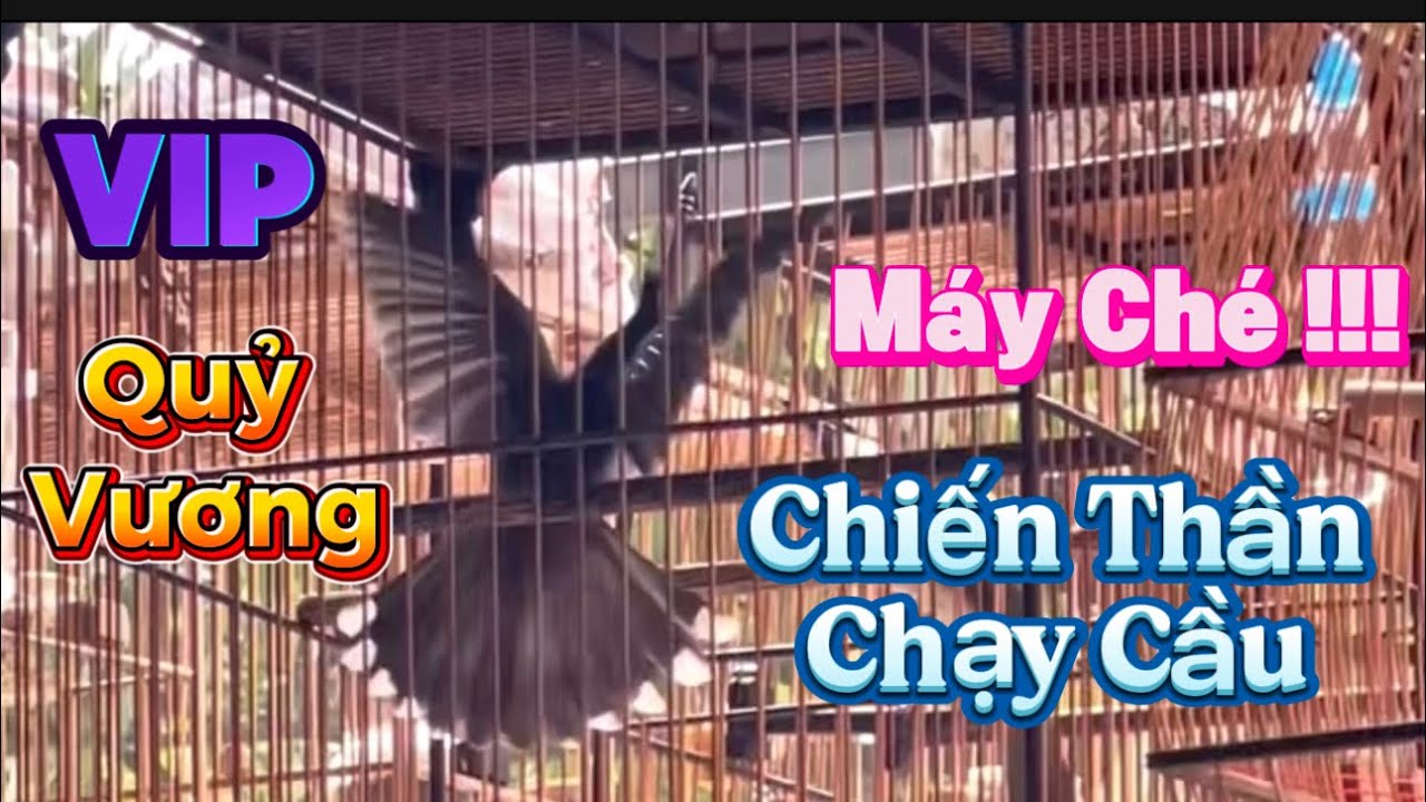 THANH LÝ 2 SIÊU PHẨM CHẠY CẦU ĐẤU XOÈ , PHÁCH ĐÁNH GĂM LẬT BUNG XOÈ CHÉ XOÈ , BỔI VÍP LẠNG SƠN