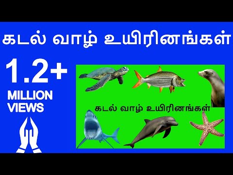 கடல் வாழ் உயிரினங்கள் | Learn Tamil sea animals names video for kids and Children