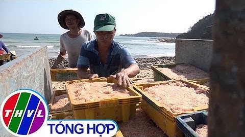 THVL | Ngư dân Quảng Ngãi trúng đậm lộc biển ngày Tết