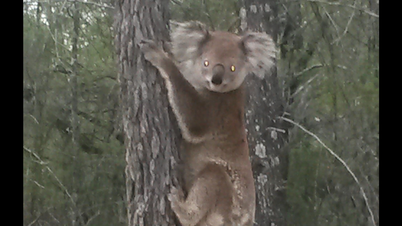 Koala