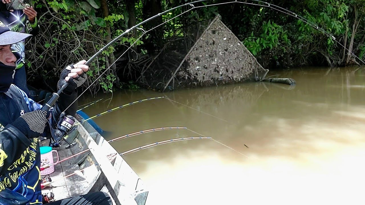 Bikin panik!! di kasih udang hidup,penunggu sungai besar mengamuk saat mancing udang galah