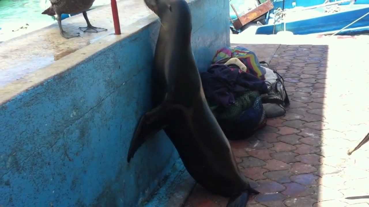 Galapagos Puerto Ayora, Sea Lion Takes Plastic Bag with Clothes YouTube