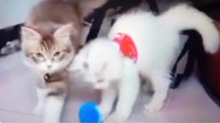 Cats playing in small cage