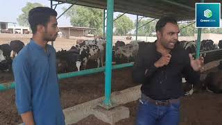 Biggest Australian Cows Farm||sahiwal||