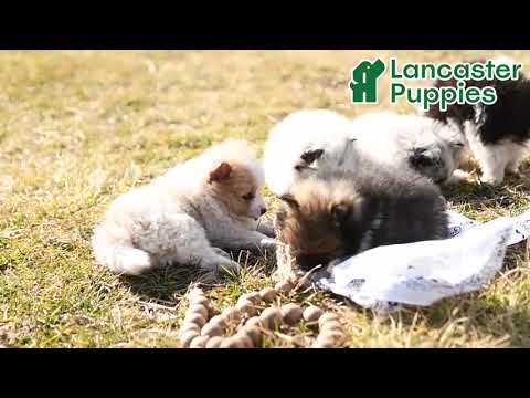 Lovable Pomeranian Puppies