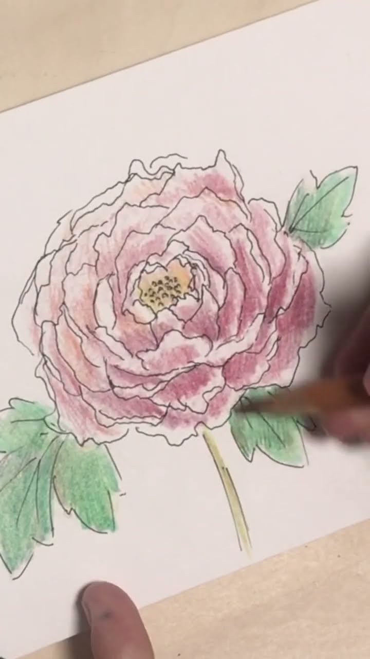 水彩色鉛筆で牡丹の花のイラストを描く - YouTube