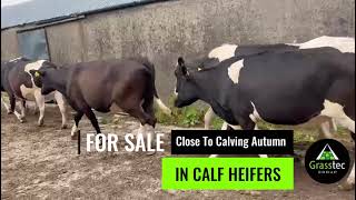 Close To Calving Autumn Heifers