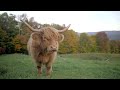 Yak Video Vtality | GearUp Code