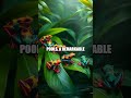 Bright Toxins and Tiny Parents: The Poison Dart Frog Story